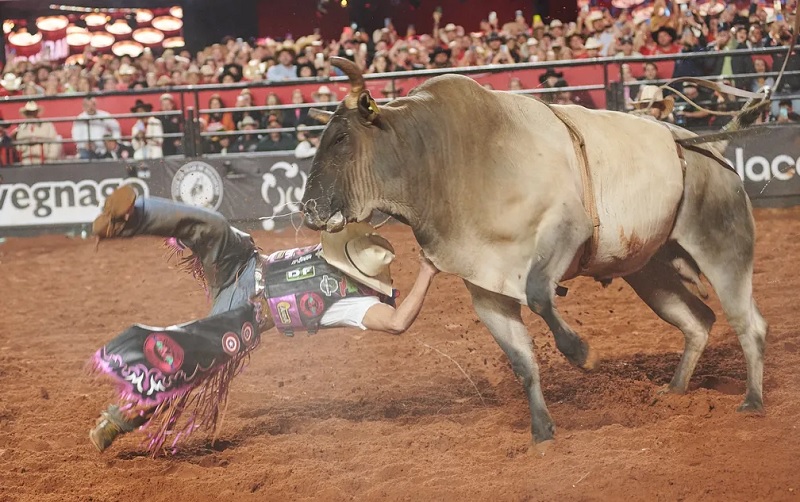 Yan Victo Santos derrotado pelo touro Gatilho na final do Rodeio Internacional da Festa do Peão de Barretos 2023 — Foto: Érico Andrade/g1