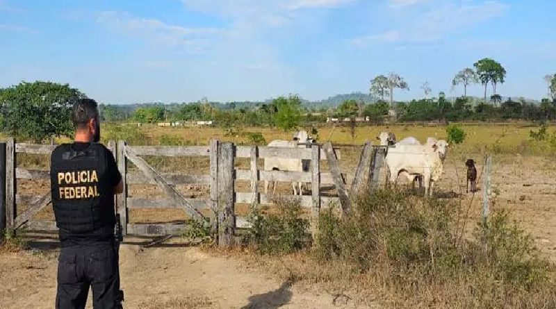 Cabeças de gado em uma das propriedades investigadas. — Foto: Ascom PF-PA