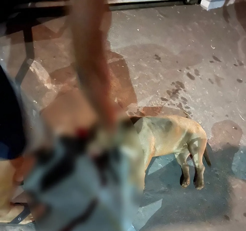 Cachorro morreu a tiros em Cuiabá — Foto: Reprodução