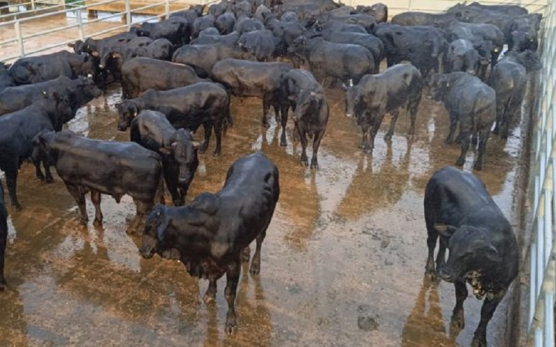 Lote de bovinos com genética Angus da fazenda Duas Ferraduras, no município de Novo Repartimento (PA). Foto: Divulgação