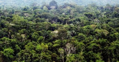 Floresta Amazônica - Região Sudoeste Paraense - Fotos Bruno Cecim - Ag.Pará
