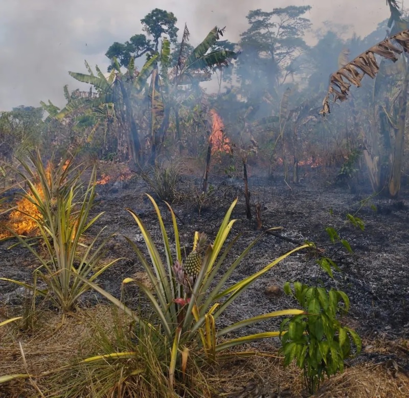 Plantações são atingidas por focos de incêndio em área de assentamento já afetado pelo 'Dia do Fogo' no Pará — Foto: Reprodução