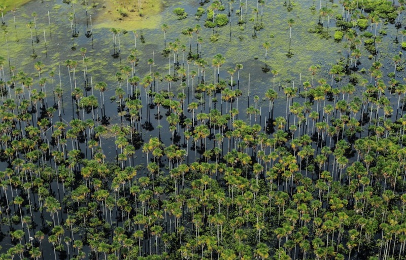 Foto: Bruno Cecim / Ag.ParáSequestro de Carbono e Mitigação do Clima