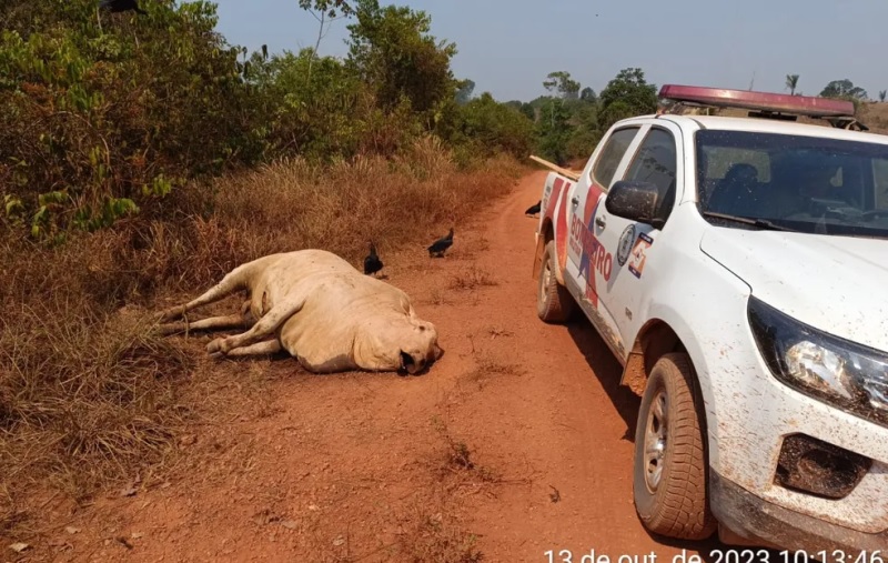 Animais mortos por falta de alimentos foram encontrados nas margens de vicinais em Rurópolis — Foto: Defesa Civil de Rurópolis / Divulgação