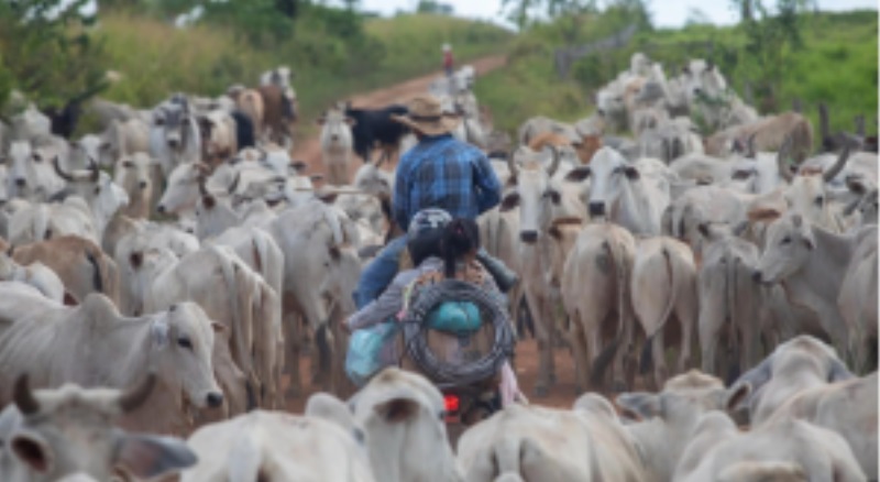 A operação de retomada da Terra Indígena começou em 2 de outubro e o prazo dada para a retirada das 60 mil cabeças de gado é até o final do mês (Foto: Fernando Martinho/Repórter Brasil)