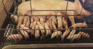 7e4c3d42ab7f8e181f5ee335707f416d