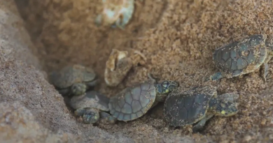 whatsapp-image-2023-12-03-at-15.52.31