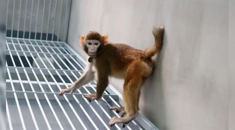 macaco