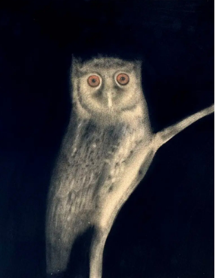 A simpática corujinha-do-Xingu foi retratada por Sarah Ball.  A arte feita de cinzas da Amazônia retrata uma corujinha do Xingu Sarah Ball / Megascops stagiae (2023)