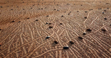 - Foto: Paulo Lopes - Ibama