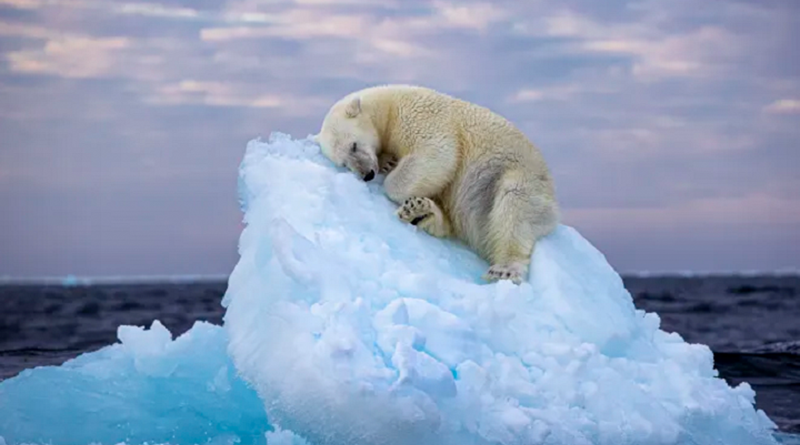 "Cama de gelo", de Nima Sarikhani foi a imagem vencedora do concurso Fotógrafo de Vida Selvagem do Ano de 2024, organizado pelo Museu de História Natural de Londres. Um urso polar esculpe sua própria cama em um pequeno iceberg antes de adormecer no extremo norte, ao largo do arquipélago norueguês de Svalbard. Crédito: ©Nima Sarikhani, Wildlife Photographer of the Year