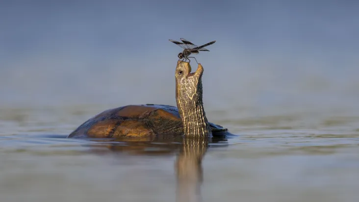 "A Tartaruga Feliz", de Tzahi Finkelstein foi uma das finalistas do concurso Fotógrafo de Vida Selvagem do Ano de 2024, organizado pelo Museu de História Natural de Londres. Uma tartaruga dos Balcãs compartilha um momento de coexistência pacífica com uma libélula terrestre do norte no Vale de Jezreel, em Israel. Crédito: ©Tzahi Finkelstein, Wildlife Photographer of the Year