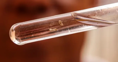 combate-dengue_mcamgo_abr_29022024-21-e1709297285383-800x445