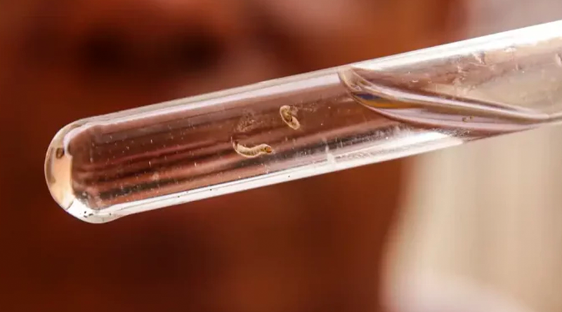 combate-dengue_mcamgo_abr_29022024-21-e1709297285383-800x445