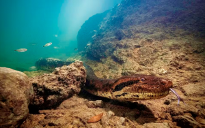 Cobra foi acompanhada por 8 anos por especialistas. — Foto: Cristian Dimitrius/Reprodução