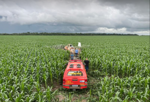 Avião caiu em meio a uma plantação de milho em MT — Foto: Corpo de Bombeiros