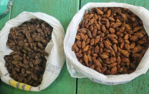 2024_04_17_Foto_MRN apresenta suas operações para coletores de sementes da região Oeste do Pará (1)