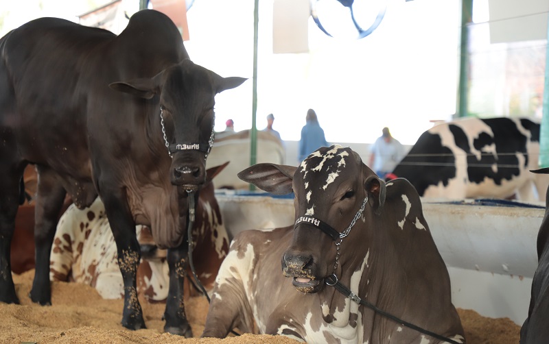 Animais em exposição na Tecnoshow COMIGO Tecnoshow COMIGO