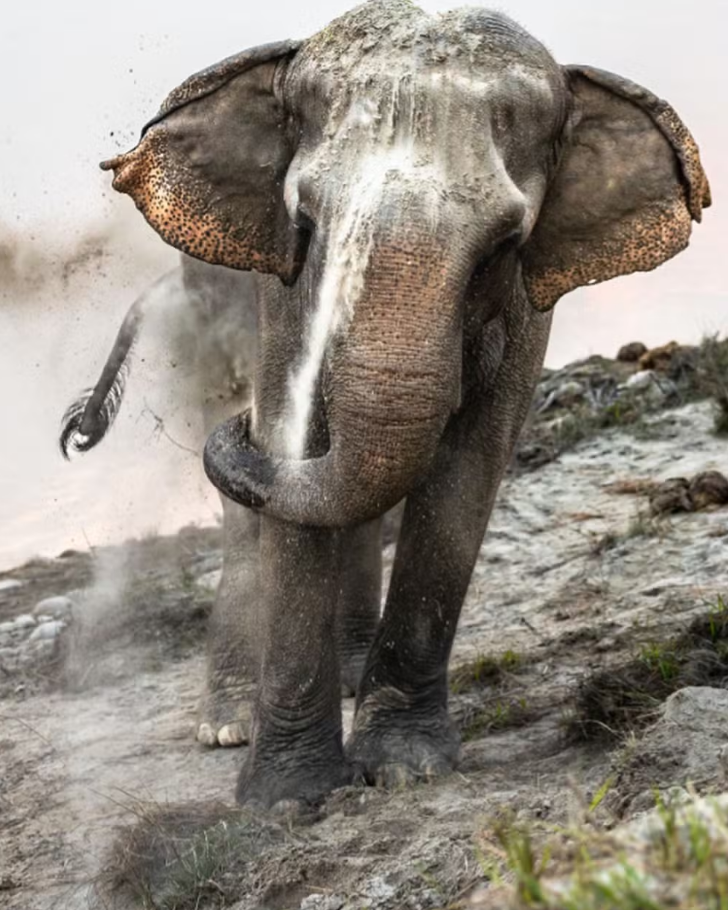 Um elefante na margem do rio Narayani (Nepal) toma um banho de areia para se proteger contra picadas de insetos e o manter aquecido nos meses mais frios do inverno. — Foto: Ju Shen Lee/Sony World Photography Awards