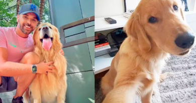 João Fantazzini e Joca, cão que morreu em transporte aéreo da Gol — Foto: Arquivo pessoal