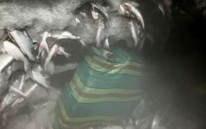 Foto: Divulgação/PCPA