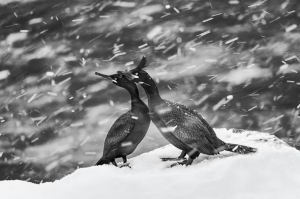 Cormorões europeus, aves marinhas de tamanho médio que fazem parte da família dos corvos-marinhos, na ilha de Hornoya, na Noruega. — Foto: Mohammad Mirza/Sony World Photography Awards 2024