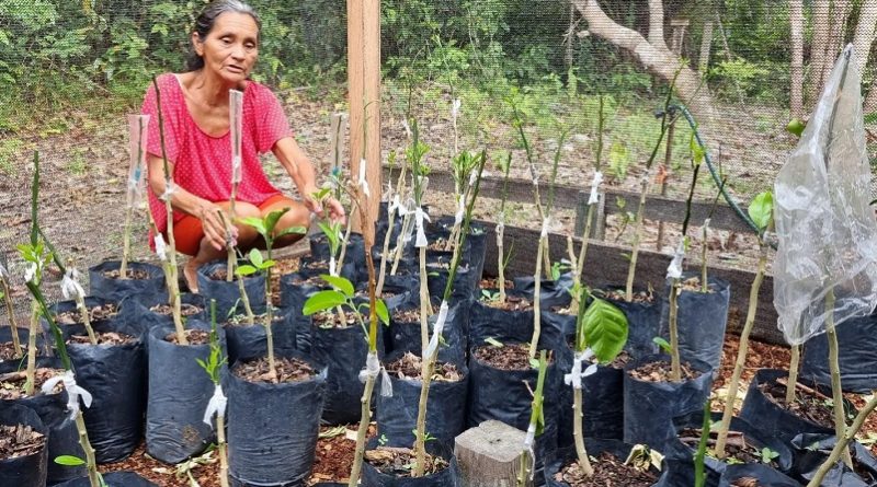 2024_05_06_Foto_Projeto incentiva geração de renda e preservação ambiental em Oriximiná (4)