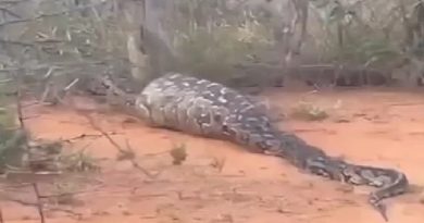 cobra