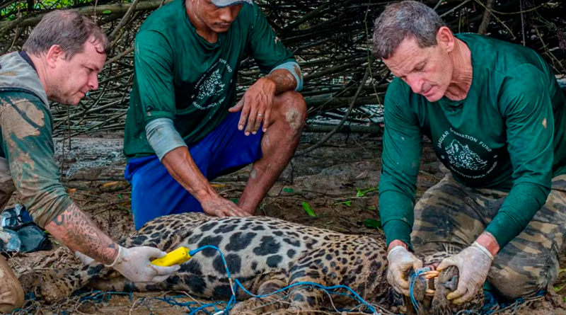 Pesquisa busca entender dinâmica da espécie na ilha — Foto: Instituto Onça-Pintada/Divulgação