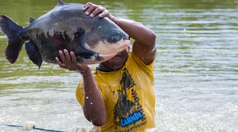 tambaqui amazônia.jpg
