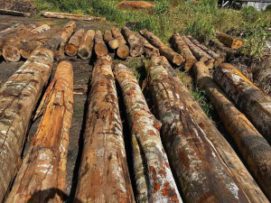 Os equipamentos são avaliados em cerca de R$ 2 milhões. Também foram apreendidos cerca de 140 metros cúbicos de madeira avaliado em R$ 70 mil | Foto: Divulgação/Polícia Federal