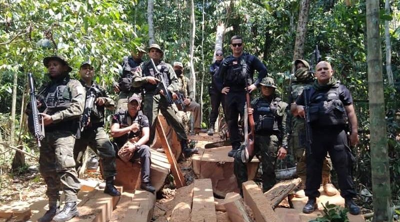 curupira castanheira