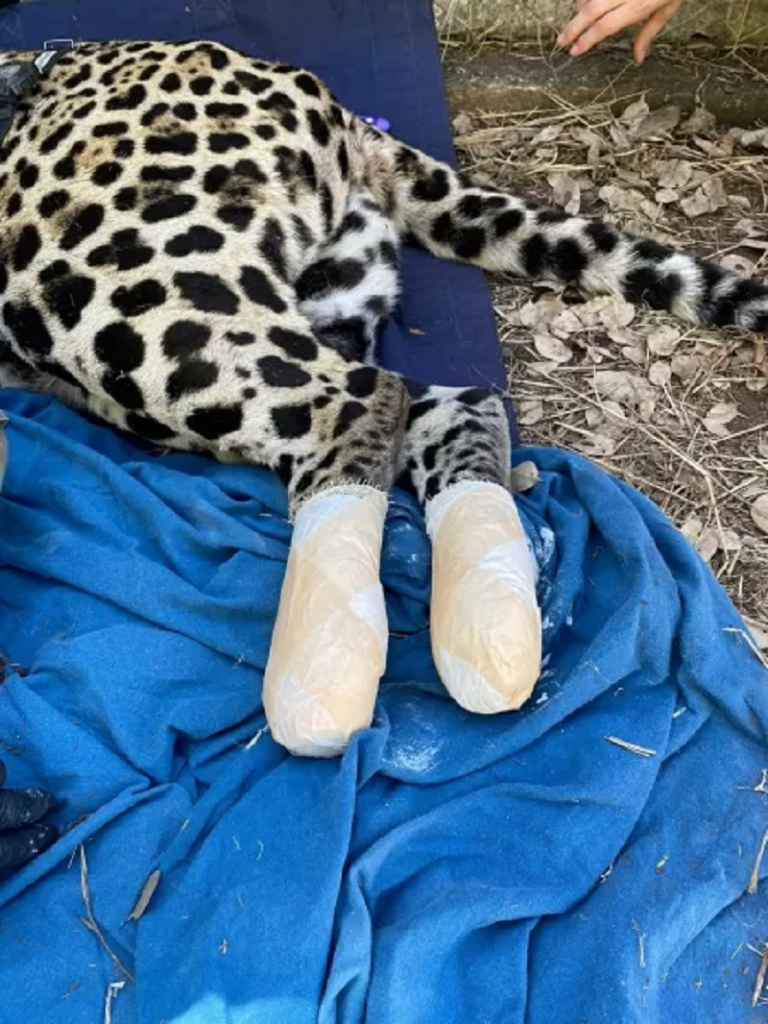 Onça Itapira com as patas queimadas já enfaixadas após ser resgatada Imagem: Acervo Onçafari