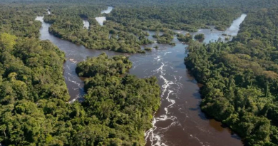 dia-da-arvore-1068x601