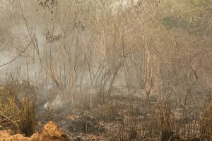 A área incendiada fica em uma fazenda, na zona rural de Novo Progresso Foto: Ascom / Segup