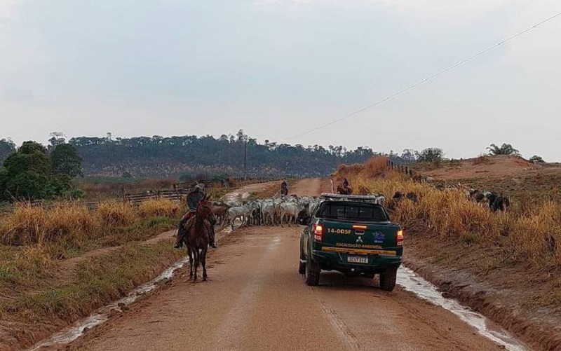 Fiscais do Ibama em operação contra comércio de gado criado em áreas embargadas por desmatamento ilegal – (Foto:Divulgação/Ibama)