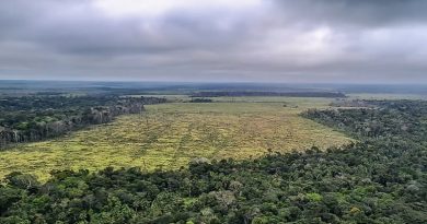 flona jamanxim desmatamento