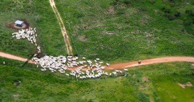 Gado  produzido em áreas embargadas (Foto:Ibama)