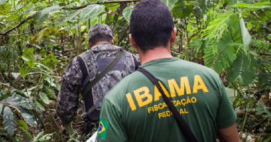 ibama força nacional