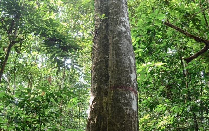 Árvores gigantes foram mapeadas