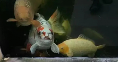 Design sem nome (21)