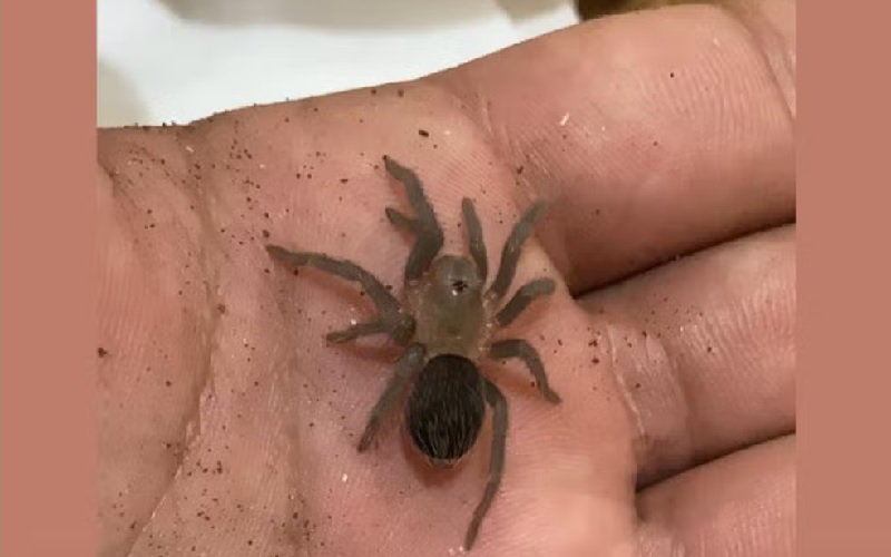 Animais são vendidos em páginas no Facebook e em grupos de Whatsapp acompanhados pela BBC News Brasil — Foto: Reprodução