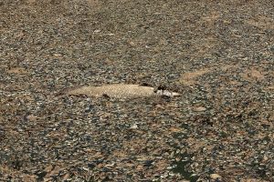 mortandade de peixes em santarém  | Foto: Lalo de Almeida