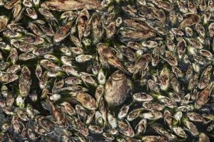 mortandade de peixes em santarém  | Foto: Lalo de Almeida