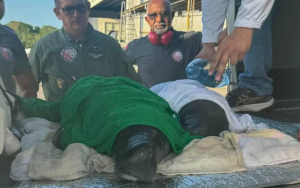 Os animais foram encontrados com sinais de desidratação, perda de peso e machucados. — Foto: Agência Pará