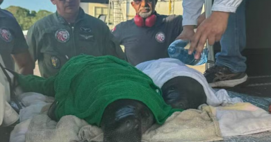 Os animais foram encontrados com sinais de desidratação, perda de peso e machucados. — Foto: Agência Pará