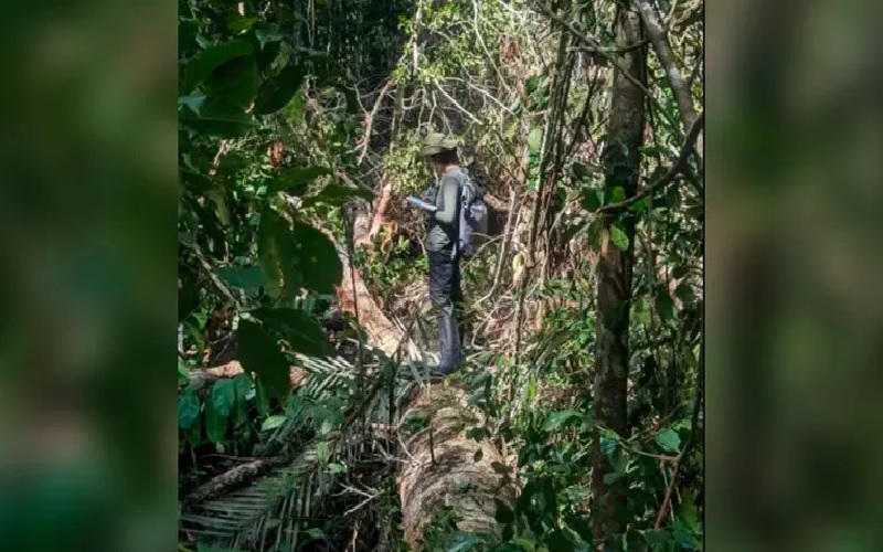 (Foto: A pesquisadora Gisele Biem sob o tronco de uma árvore gigante na Reserva Florestal Adolfo Ducke, na Floresta Amazônica |© Dado Galdieri/Hilaea Media