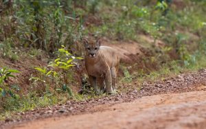 No mesmo local do registro da onça-preta, há um mês foi avistada uma onça-parda — Foto: Luis Morais