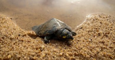 tartaruga