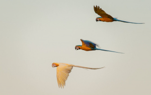Ave albina com outras da mesma espécie, sem a condição genética, lado a lado. | @cloviscruvinel_fotografia